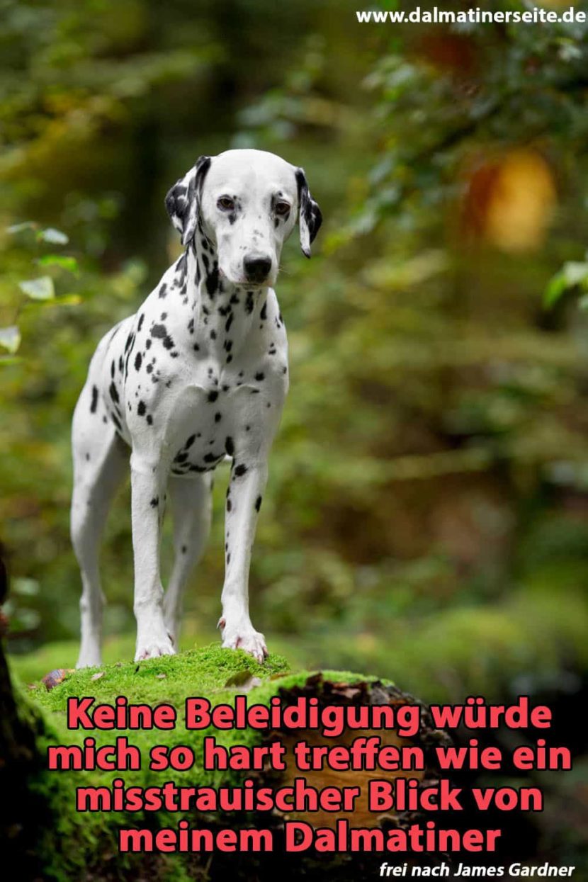 Dalmatiner Zitate und Sprüche Dalmatinerseite.de