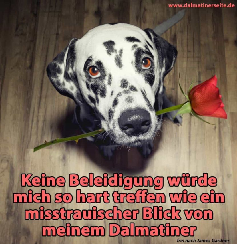 Dalmatiner Zitate und Sprüche Dalmatinerseite.de