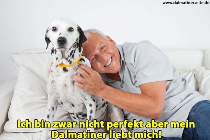 Dalmatiner Zitate und Sprüche Dalmatinerseite.de