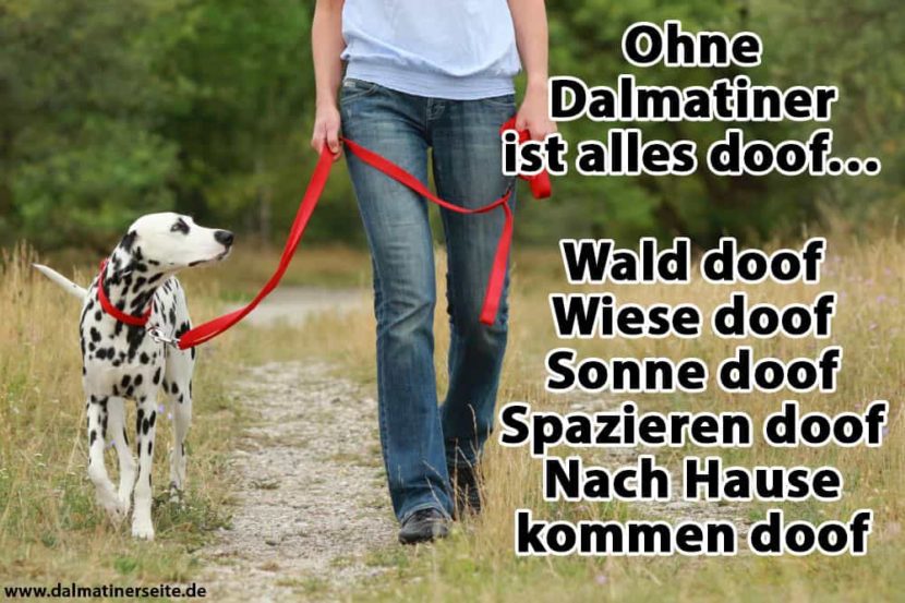 Dalmatiner Zitate und Sprüche Dalmatinerseite.de