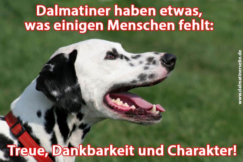 Dalmatiner Zitate und Sprüche Dalmatinerseite.de