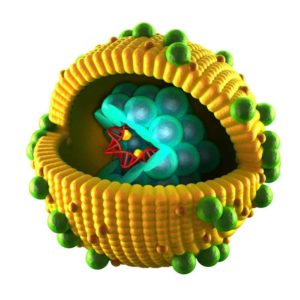 Hepatitis Virus Cell