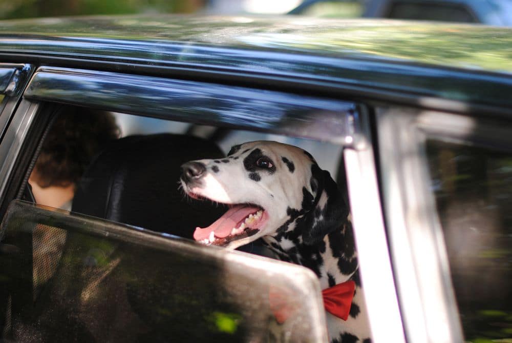 Hundedecke für Auto Rückbank Autoschondecke für Hunde Wasserfester Rücksitz  Sitzbezug Autodecke für Haustiere Schonbezüge Decke universell für jedes  Auto–Robustes Material für Kofferraum : : Haustier