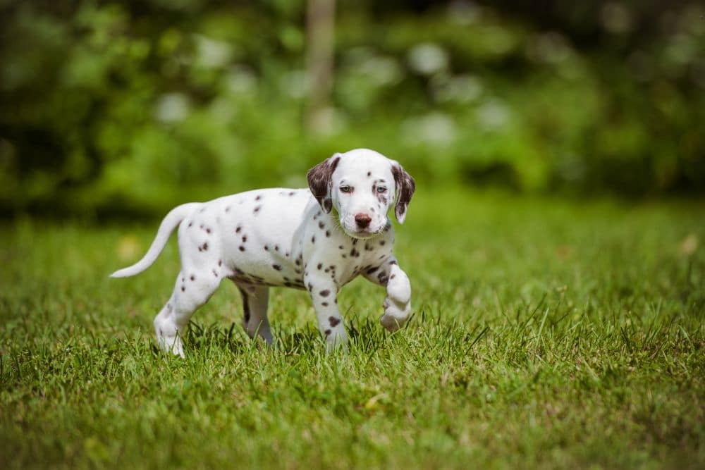 Das sind die besten Vordersitzbarrieren für Hunde im Überblick