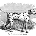 Zeichnung Dalmatiner