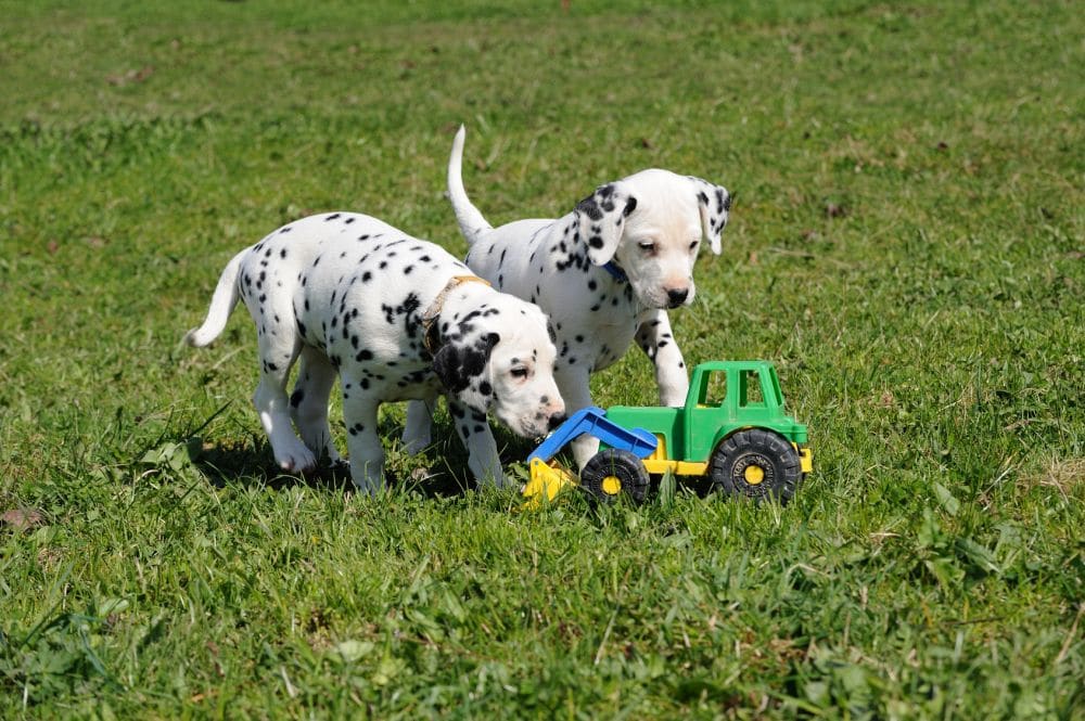 Das sind die besten Vordersitzbarrieren für Hunde im Überblick