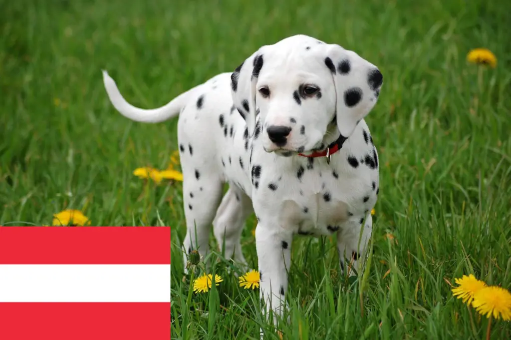 Dalmatiner Züchter mit Welpen Österreich