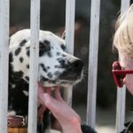 Dalmatiner in Not, aus dem Tierheim oder Tierschutz