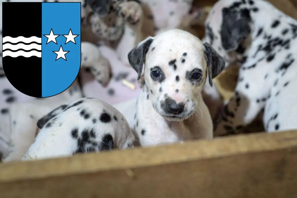 Dalmatiner Züchter mit Welpen Aargau, Schweiz