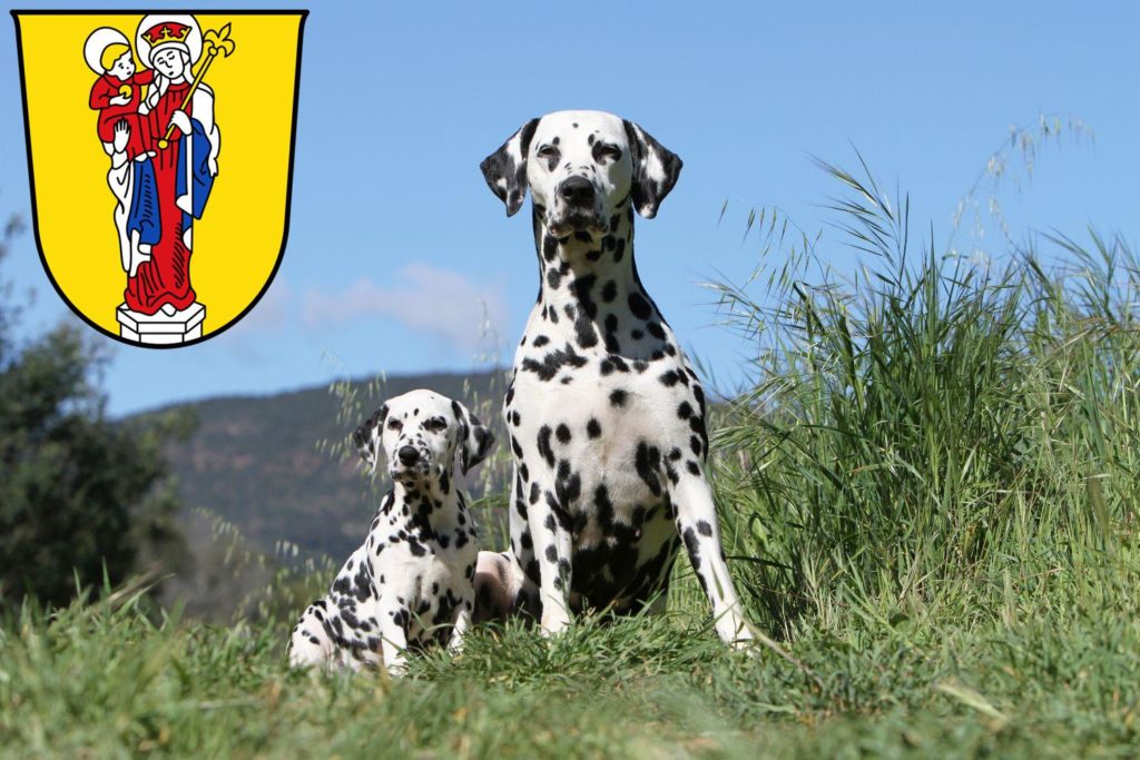 Dalmatiner Züchter mit Welpen Altötting, Bayern
