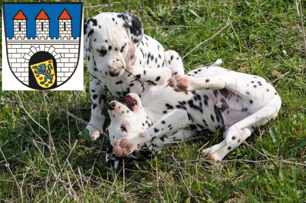 Dalmatiner Züchter mit Welpen Celle, Niedersachsen