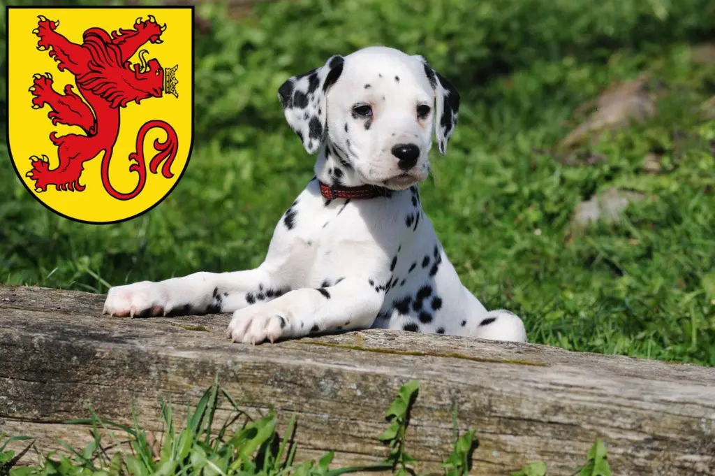 Dalmatiner Züchter mit Welpen Diepholz, Niedersachsen