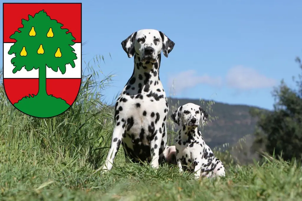 Dalmatiner Züchter mit Welpen Dornbirn, Österreich