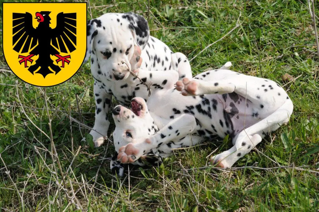 Dalmatiner Züchter mit Welpen Dortmund, Nordrhein-Westfalen