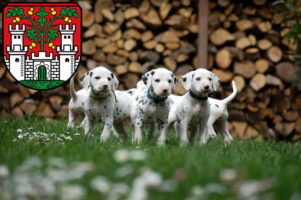 Dalmatiner Züchter mit Welpen Eichstätt, Bayern