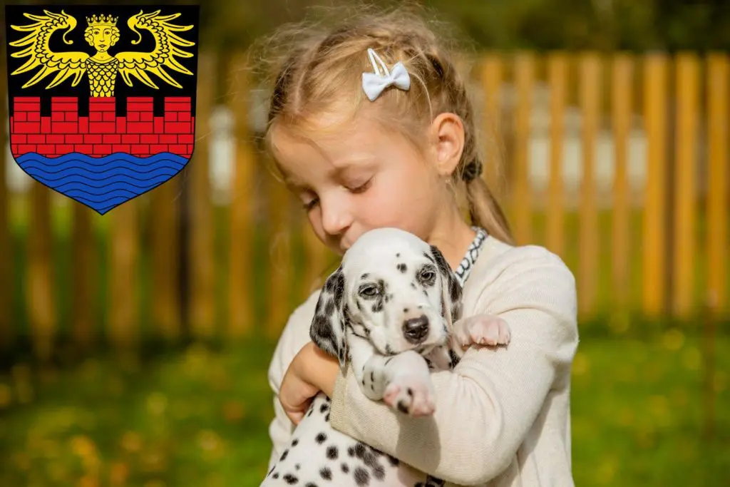 Dalmatiner Züchter mit Welpen Emden, Niedersachsen