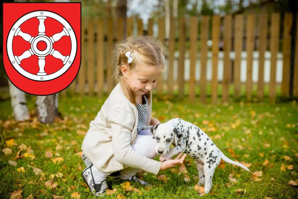 Dalmatiner Züchter mit Welpen Erfurt, Thüringen