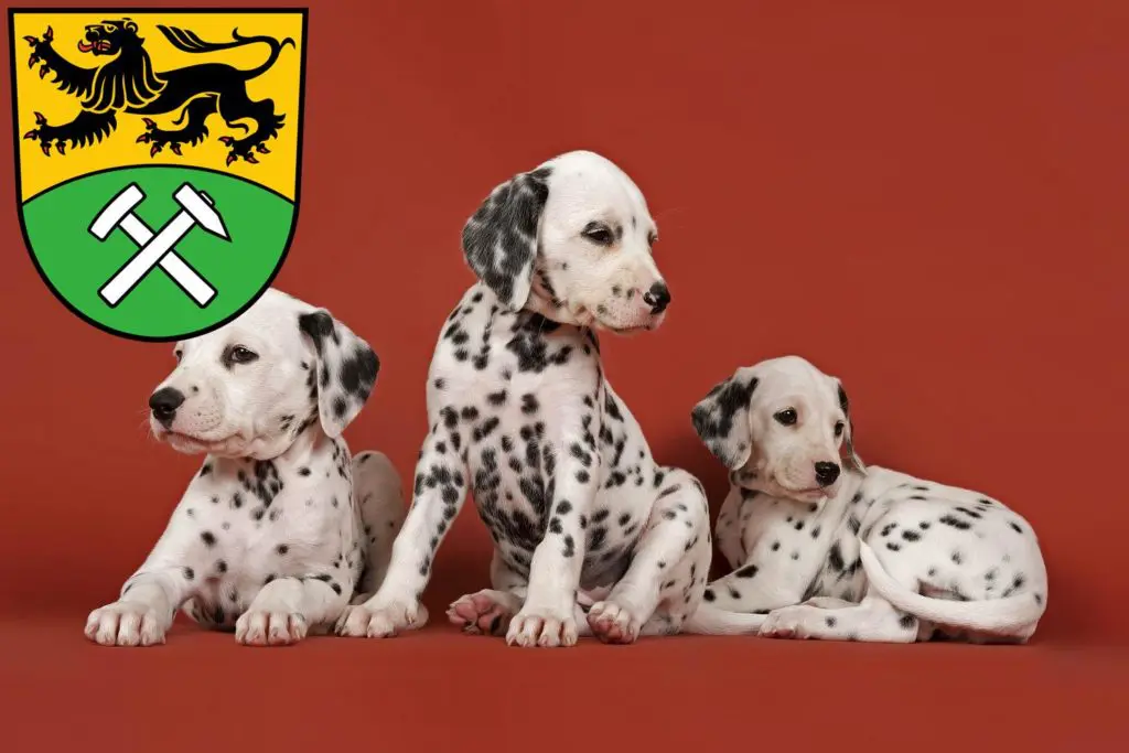 Dalmatiner Züchter mit Welpen Erzgebirge, Sachsen