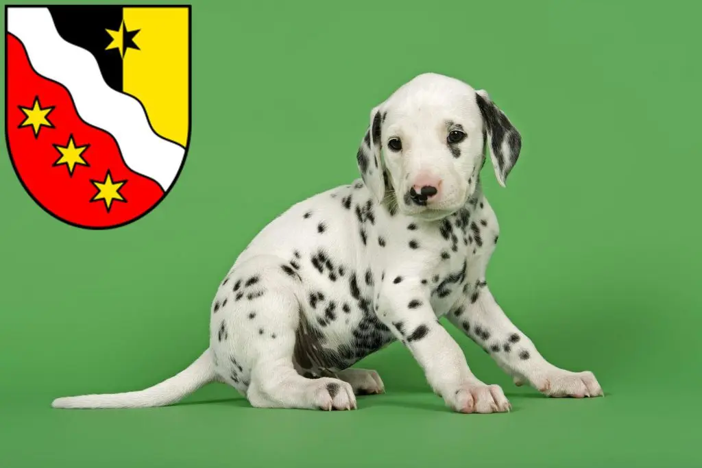 Dalmatiner Züchter mit Welpen Glarus, Schweiz