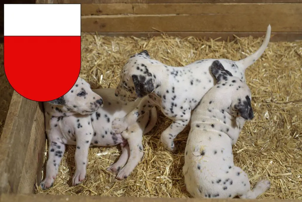 Dalmatiner Züchter mit Welpen Lausanne, Schweiz