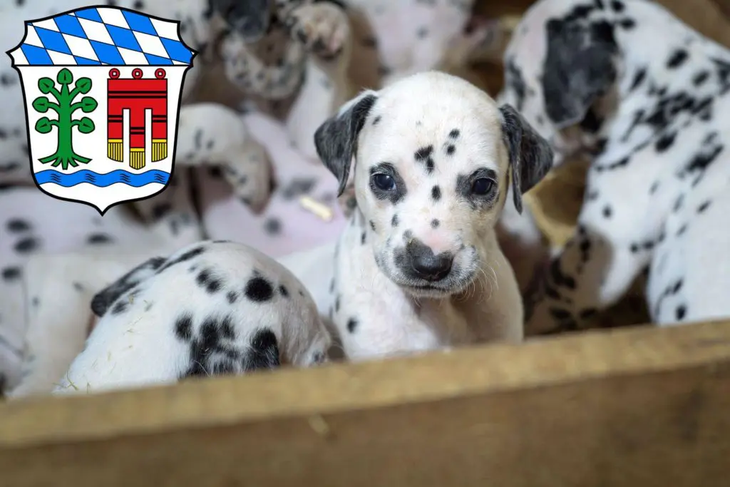 Dalmatiner Züchter mit Welpen Lindau, Bayern