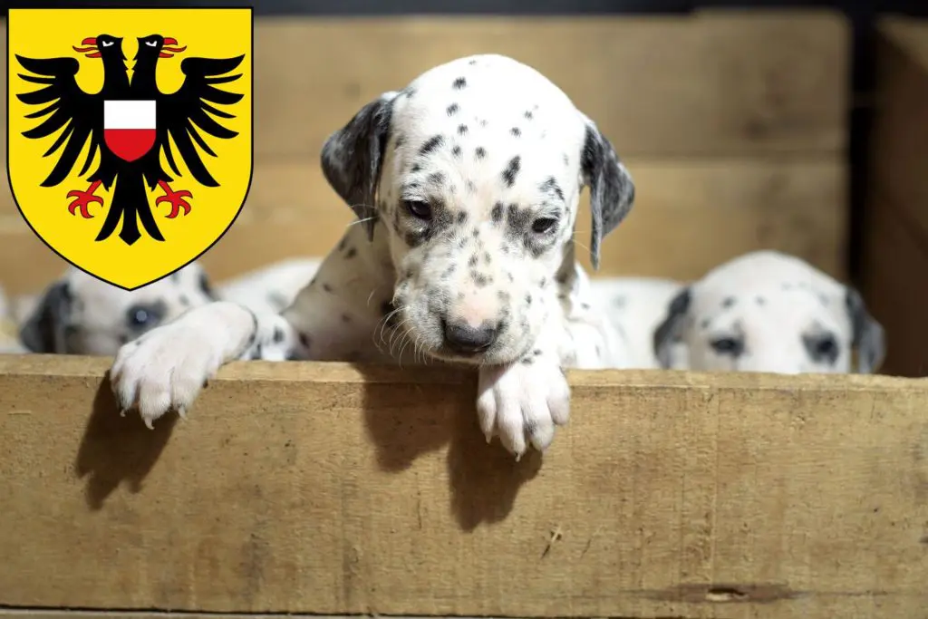 Dalmatiner Züchter mit Welpen Lübeck, Schleswig-Holstein