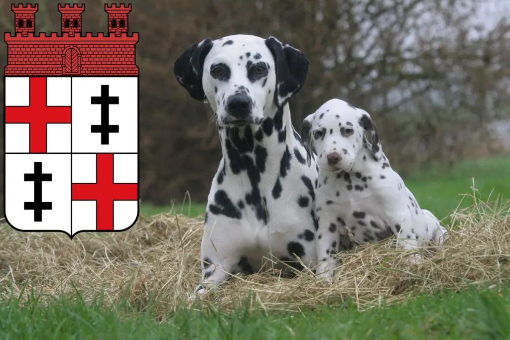 Dalmatiner Züchter mit Welpen Merzig, Saarland