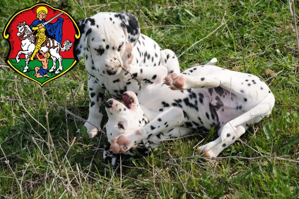 Dalmatiner Züchter mit Welpen Neustadt an der Waldnaab, Bayern