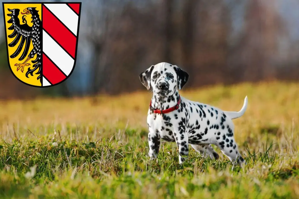 Dalmatiner Züchter mit Welpen Nürnberg, Bayern