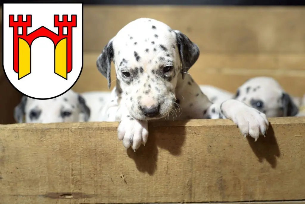 Dalmatiner Züchter mit Welpen Offenburg, Baden-Württemberg