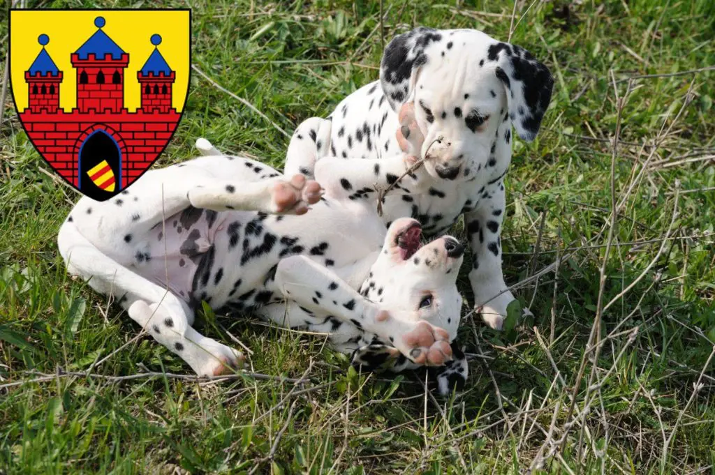 Dalmatiner Züchter mit Welpen Oldenburg, Niedersachsen
