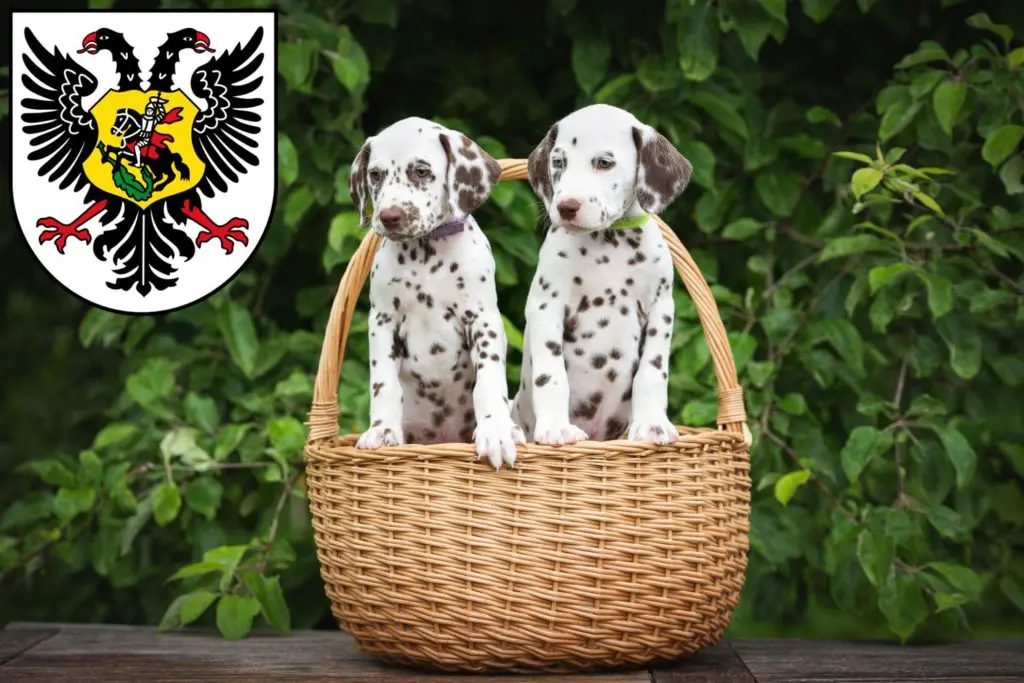 Dalmatiner Züchter mit Welpen Ortenaukreis, Baden-Württemberg