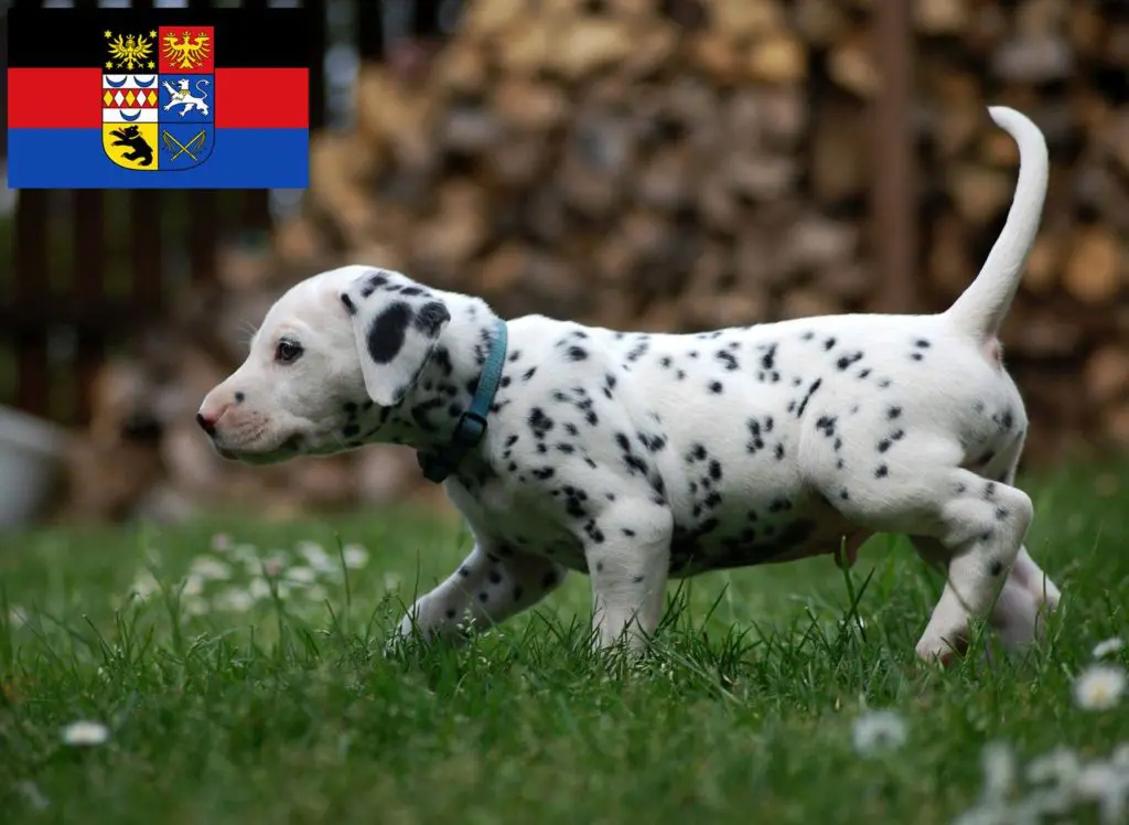 Dalmatiner Züchter mit Welpen Ostfriesland, Niedersachsen