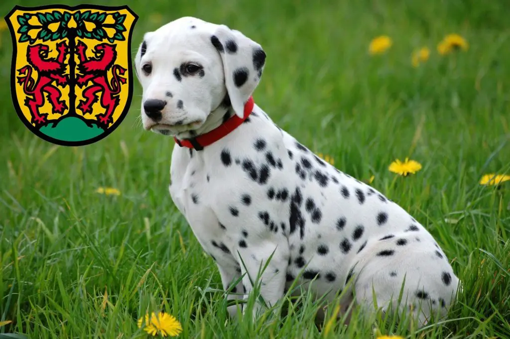 Dalmatiner Züchter mit Welpen Pirna, Sachsen