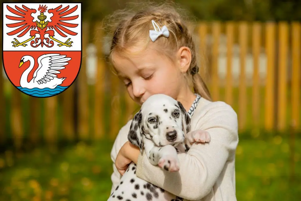 Dalmatiner Züchter mit Welpen Prenzlau, Brandenburg