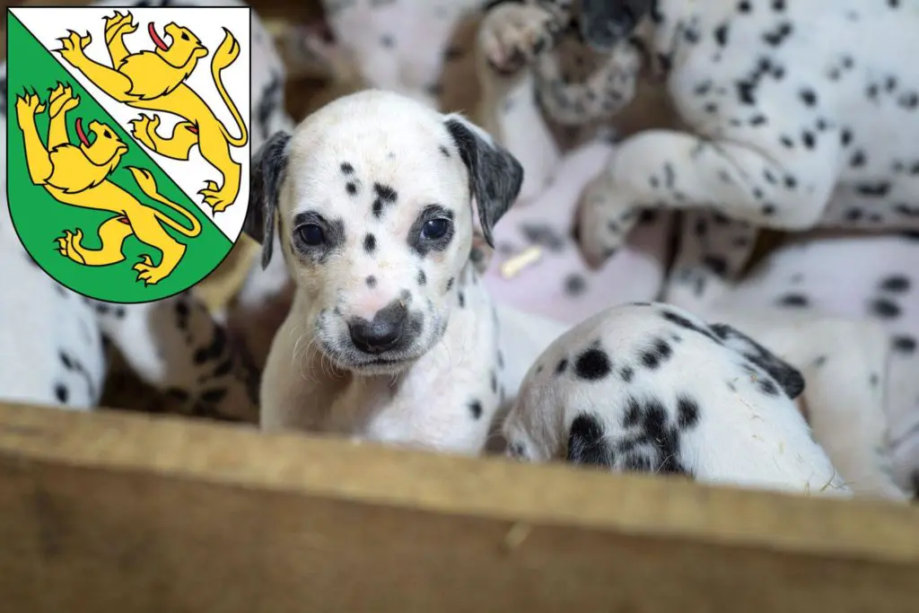Dalmatiner Züchter mit Welpen Thurgau, Schweiz