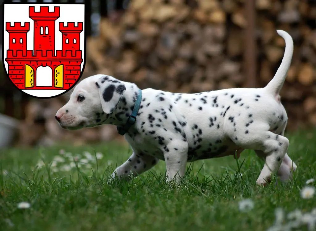 Dalmatiner Züchter mit Welpen Weilheim in Oberbayern, Bayern