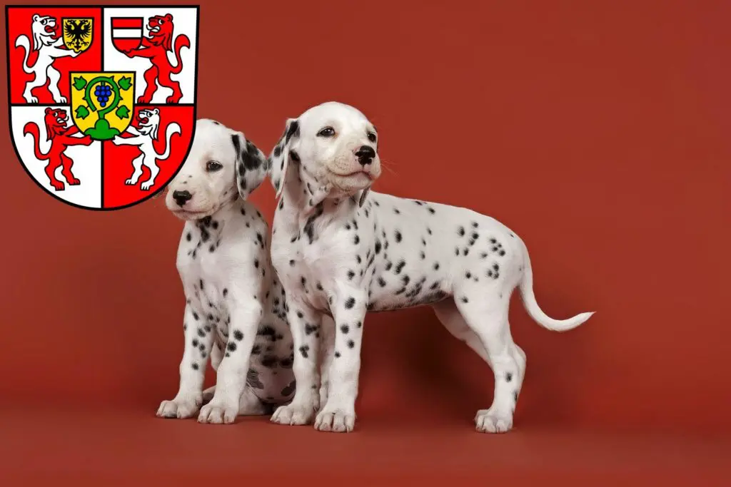 Dalmatiner Züchter mit Welpen Weingarten, Baden-Württemberg