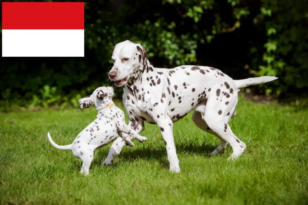 Dalmatiner Züchter mit Welpen Wien, Österreich