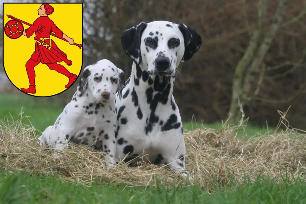 Dalmatiner Züchter mit Welpen Wilhelmshaven, Niedersachsen