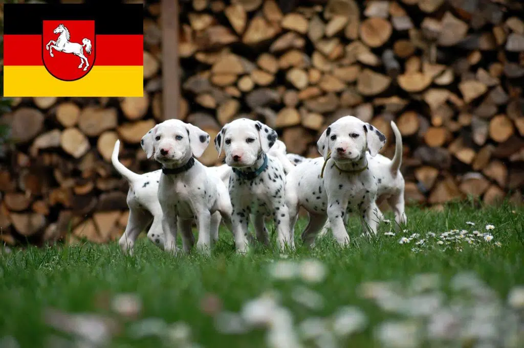 Dalmatiner Züchter mit Welpen Niedersachsen