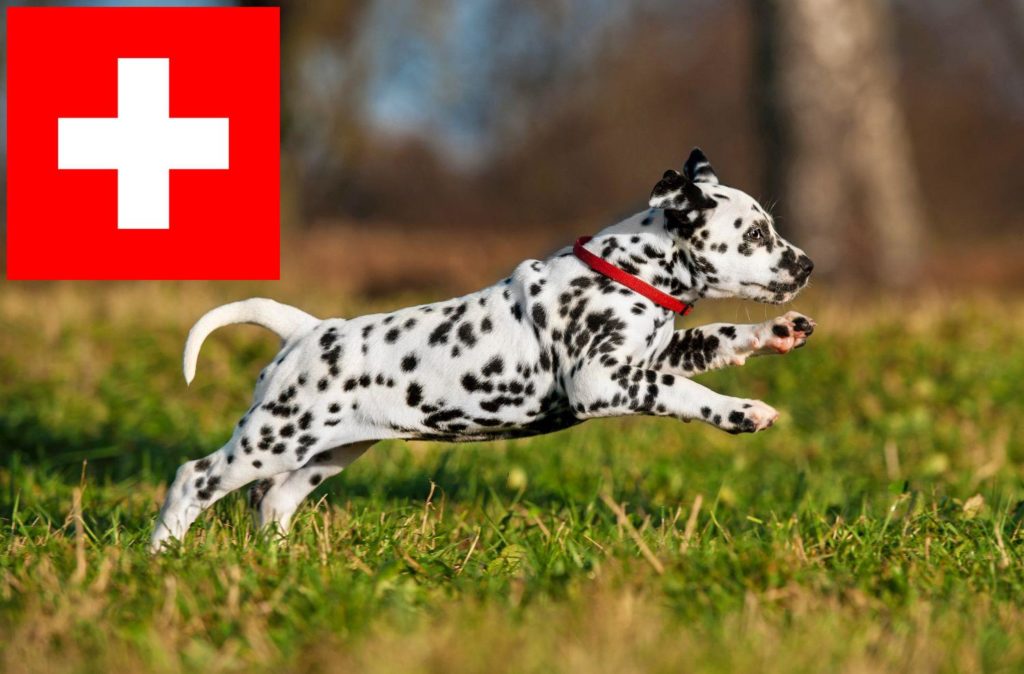 Dalmatiner Züchter mit Welpen Schweiz