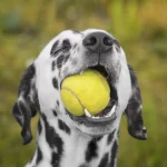 Wie beschäftige ich meinen Dalmatiner sinnvoll? Hier hat ein Dalmatiner mächtig Spaß mit einem Tennisball.