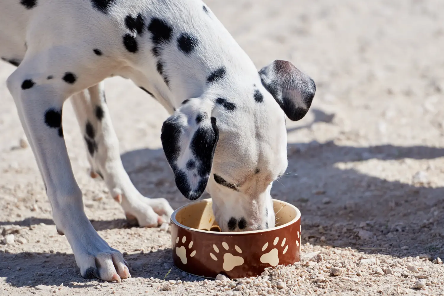 Das richtige Futter ist entscheidend für ein langes Dalmatiner Leben.