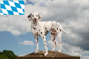 Mehr über den Artikel erfahren Dalmatiner Züchter und Welpen in Bayern