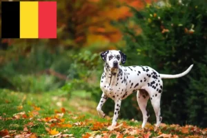 Mehr über den Artikel erfahren Dalmatiner Züchter und Welpen in Belgien