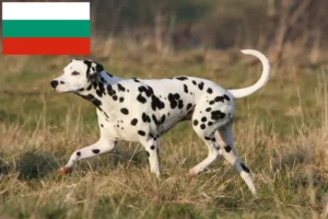 Mehr über den Artikel erfahren Dalmatiner Züchter und Welpen in Bulgarien