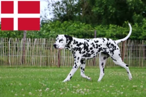 Mehr über den Artikel erfahren Dalmatiner Züchter und Welpen in Dänemark