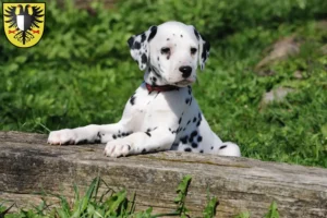 Mehr über den Artikel erfahren Dalmatiner Züchter und Welpen in Friedberg (Hessen)