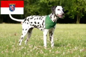 Mehr über den Artikel erfahren Dalmatiner Züchter und Welpen in Hessen